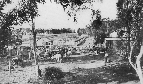 1916 The Entrance Dairy-min