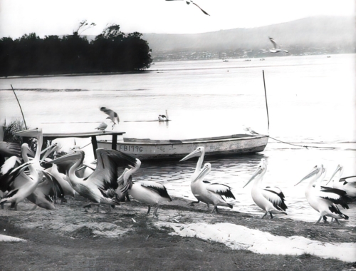 North Entrance looking at Terilbah Island near Fish Co-Op circa 1978-very_compressed-scale-1_00x-gigapixelj-min